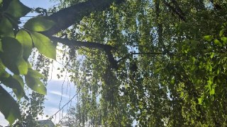 Огромная Берёза Зависла на Проводах: Проблема на Перекрёстке